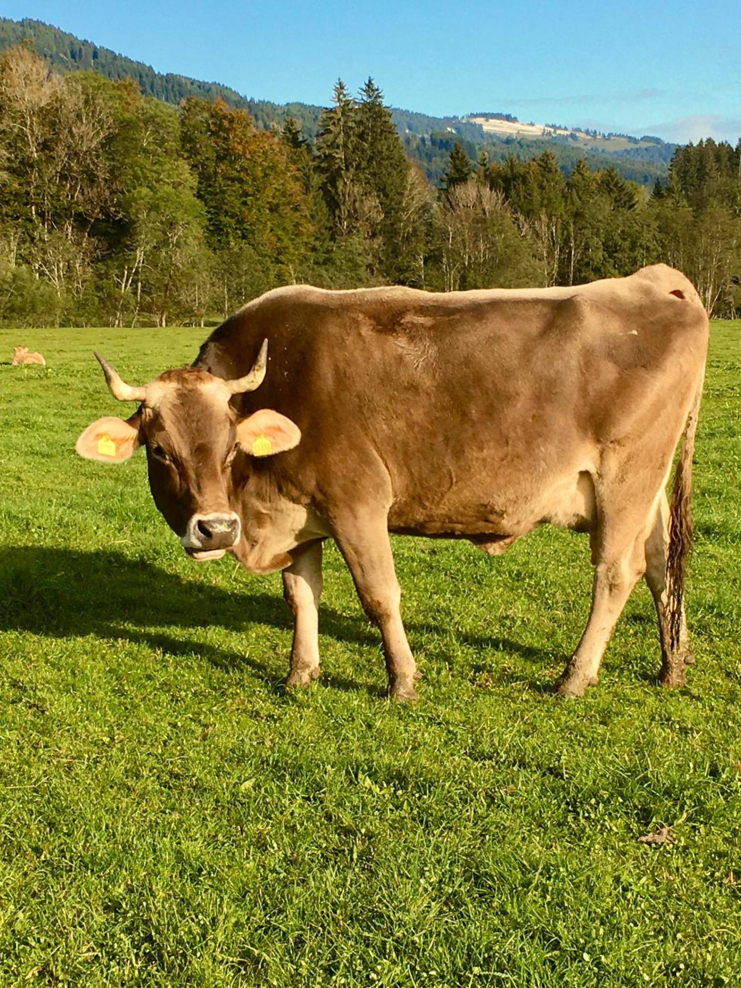 Appartamento Alte Schmiede Balderschwang Esterno foto